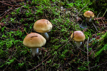 Hygrophorus olivaceoalbus, known as the olive wax cap, wild mushrooms
