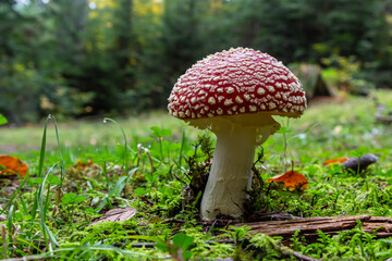 Amanita Muscaria, poisonous mushroom. Photo has been taken in the natural forest background