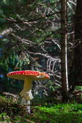 Close-up of a Amanita poisonous mushroom in nature. Fly amanita Amanita muscaria mushroom