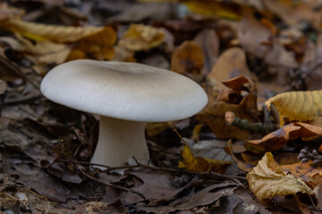 Edible mushroom Clitocybe nebularis in the beech forest. Known as Lepista nebularis, clouded agaric or cloud funnel. Wild mushrooms in the leaves. Autumn time in the forest