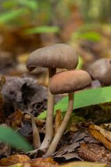 Close up of some psathyrellaceae or brittle stems a family of fungi on some green moss