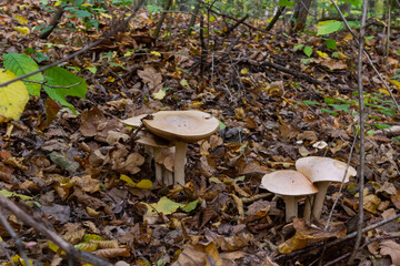 Edible mushroom Clitocybe nebularis in the beech forest. Known as Lepista nebularis, clouded agaric...