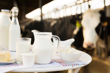 dairy products on table against the background of herd of cows in barn