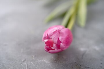 Single pink tulip with copy space, selective focus
