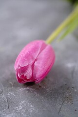 Single pink tulip with copy space, selective focus