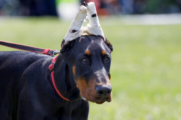 Doberman dog with wrapped ears. ear cupping in animals
