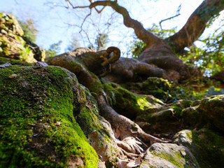 an old tree with moss roots