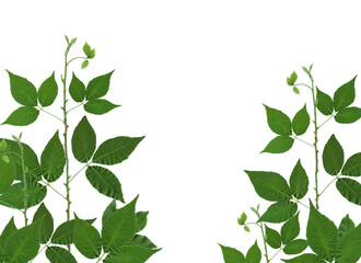 Fototapeta premium green leaf isolated on white background