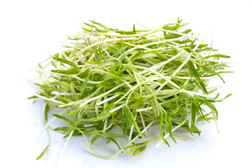 Water spinach sprouts. Organic vegetables