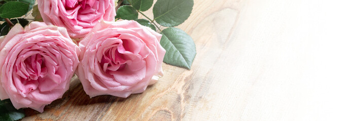 Bouquet of fresh pink roses with water drops close up on wooden board. Festive banner. Copy space.