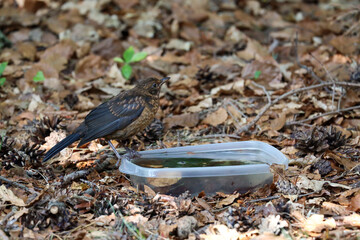 A blackbird takes a bath in a basin of water in the forest