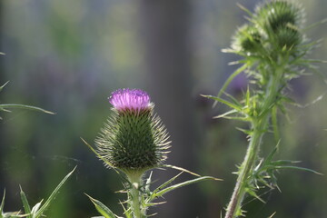 cirsium vulgare or the common thistle as roadside weeds