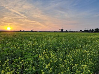 Fototapeta na wymiar Sunset over the meadows of the Tweemanspolder in Zevenhuizen