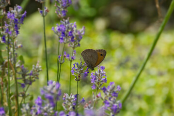 Meadow brown (maniola jurtina) butterfly perched on lavender in Zurich, Switzerland
