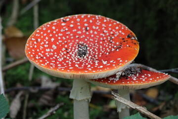 Red with white dots fly agaric mushroom