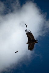 Majestic eagle flying in the blue sky. Big hawk gliding through the clouds.