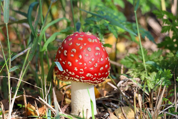 Red with white dots fly agaric mushroom