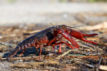 Red American crayfish in the Zuidplaspolder where they cause nuisance as a native species