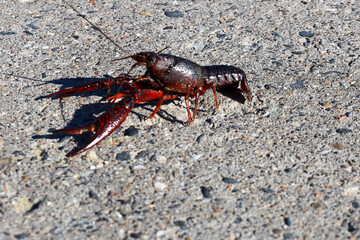 Red American crayfish in the Zuidplaspolder where they cause nuisance as a native species