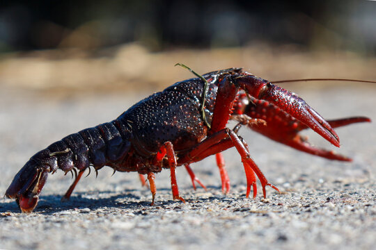 Red American crayfish in the Zuidplaspolder where they cause nuisance as a native species