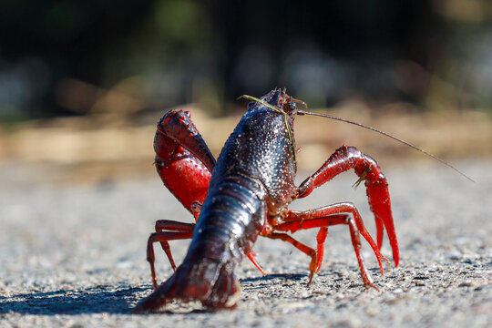 Red American crayfish in the Zuidplaspolder where they cause nuisance as a native species
