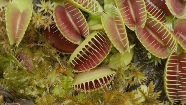 Big group of Venus flytraps
