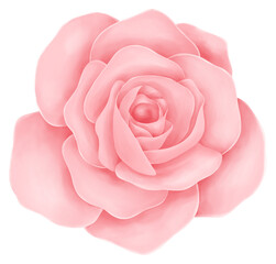 Fototapeta na wymiar Pink rose flower PNG File