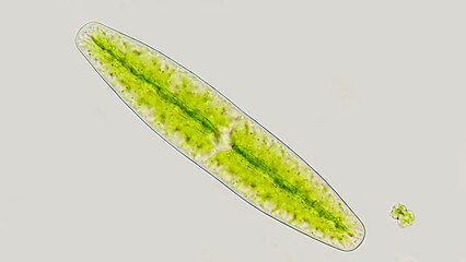 A freshwater phytoplankton called Netrium digitus. Live cell. Selective focus