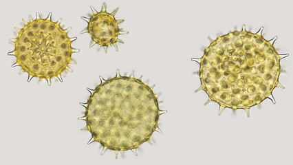 Hibiscus pollen grain under microscope. 400x objective. Selective focus