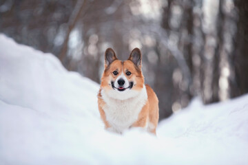 cute smiling dog corgi pembroke stands in a snowy park