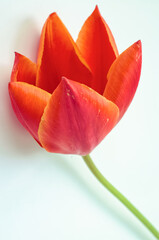 Delicate spring flowers close-up. Tulip.