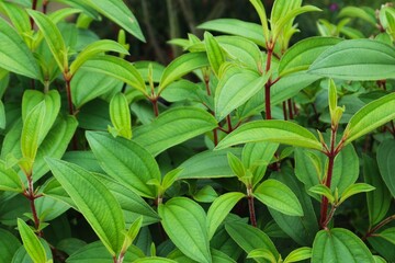 green leaves melastoma candidum