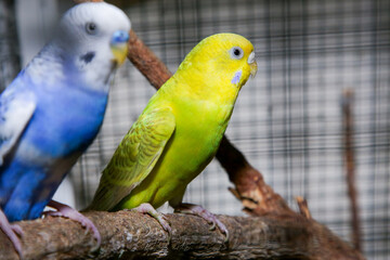 LOVE BIRDS, Lovebirds,  birds