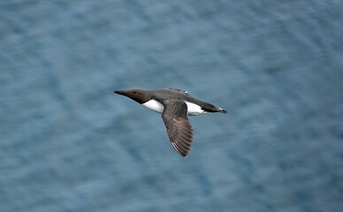 A guillemot in flight above the blue sea. 