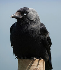 A closeup of a jackdaw perching on a wooden post. 