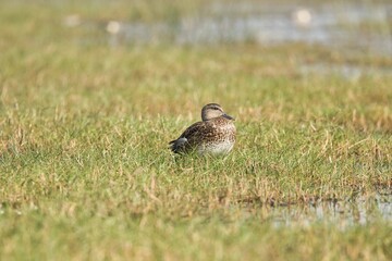 The Northern Pintail bird  sitting in the wetlands at Mangaljodi, Odisha, India. Amazing photo  with good background. 
