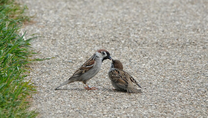 An adult tree sparrow feeding a young bird on the ground. 