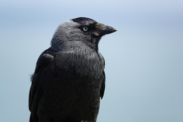 A closeup of a jackdaw in profile against a light blue sky background. 