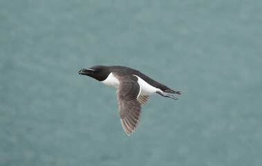 A razorbill in flight above the ocean. 