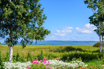 鮮やかな、北海道　能取湖のサンゴ草
