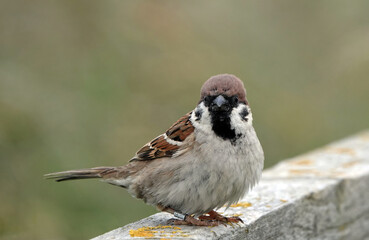 A closeup of a tree sparrow standing on a wooden fence and looking at the camera. 