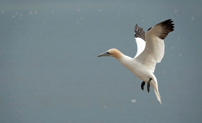 A northern gannet in flight coming in to land. 