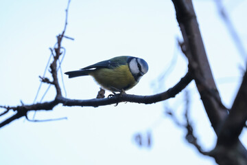 Eurasian Blue tit, 