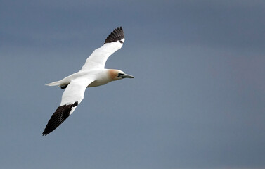 A northern gannet soaring through the air above the ocean. 