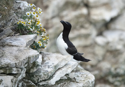 A razorbill perching on a ledge on a cliff.  