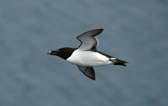A razorbill in flight above the ocean. 