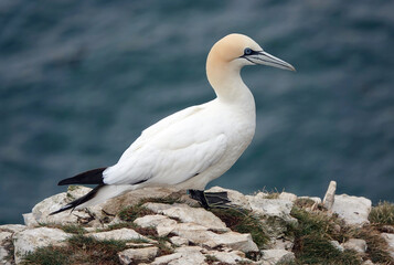 A northern gannet on a cliff top. 
