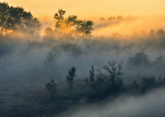 Trees in the Fog. Autumn morning. Nature of Ukraine