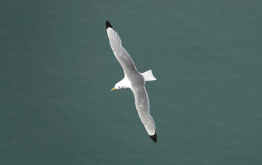 A high angle view of a kittiwake seabird in flight above the ocean. 