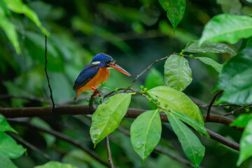 A lone blue eared kingfisher alcedo meninting standby in the middle of tree leaves waiting for food in the river below 
